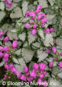 Lamium 'Orchid Frost'